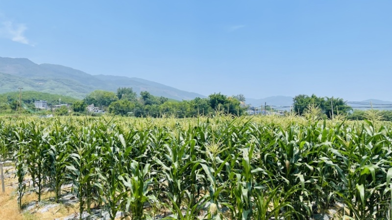 西双版纳花糯小玉米，基地发货，接一件代发团购单