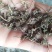 批发纯野生猫爪草（二级货），一手货源，诚信经营！