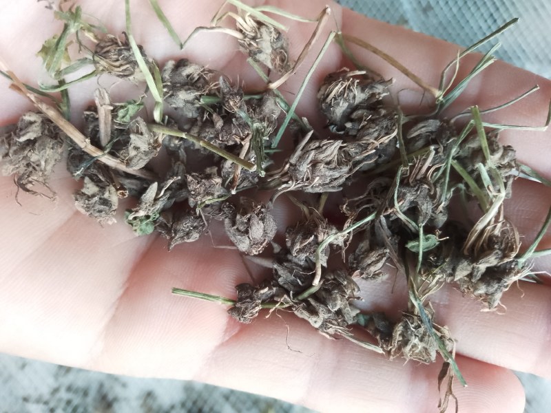 批发纯野生猫爪草（二级货），一手货源，诚信经营！