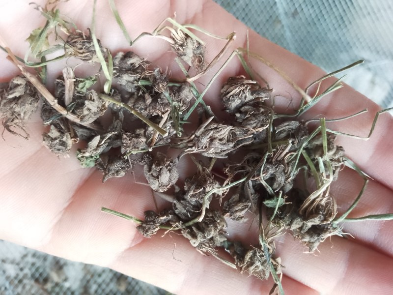 批发纯野生猫爪草（二级货），一手货源，诚信经营！