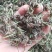 批发纯野生猫爪草（二级货），一手货源，诚信经营！