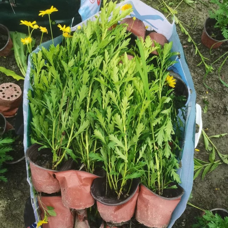 双色杯木春菊，货漂亮，价优，需要的联系。