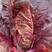 紫衣天使紫色快菜种子紫色小白菜种子特色耐热耐热四季蔬菜种