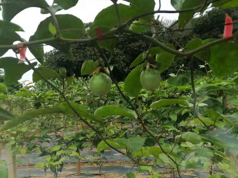 黄金百香果特写