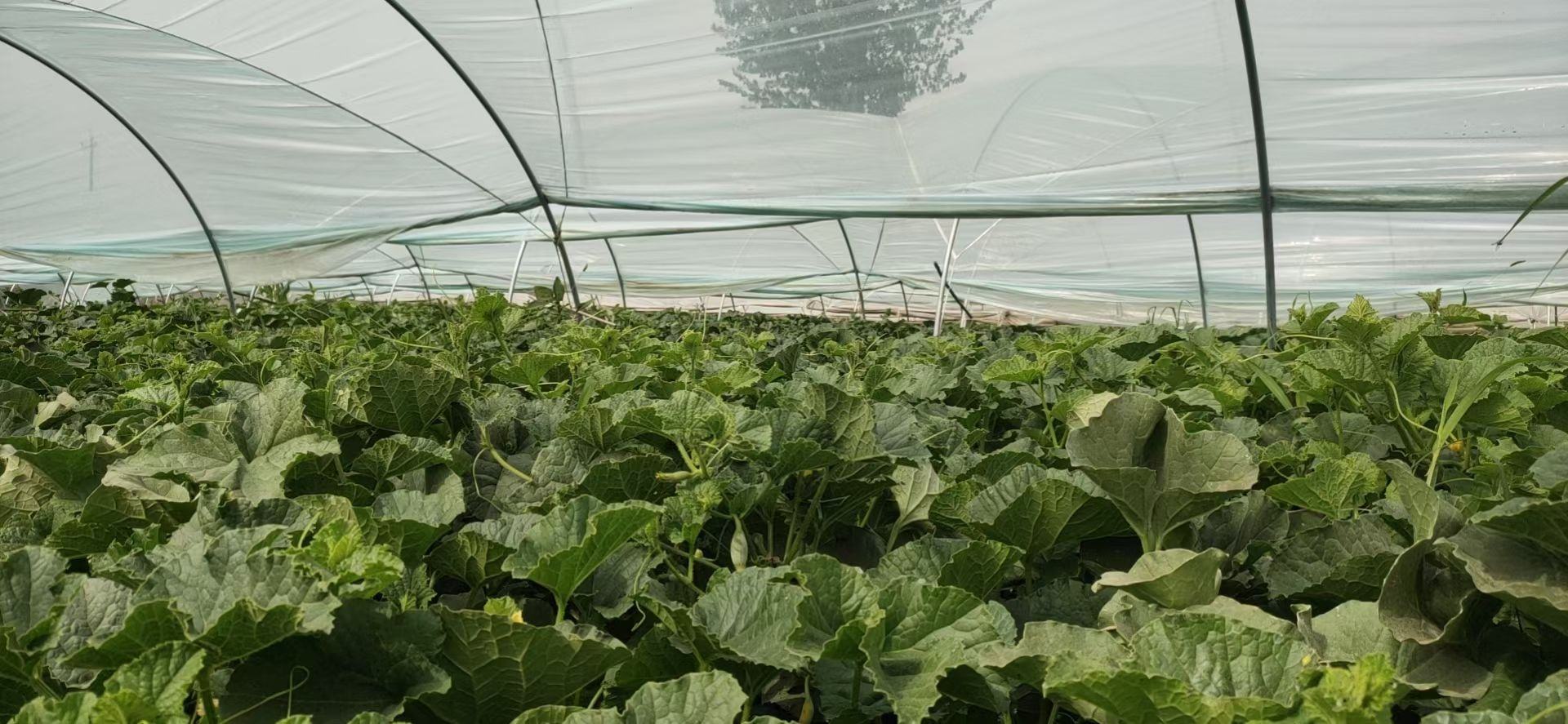 博洋72号甜瓜田间种植实景