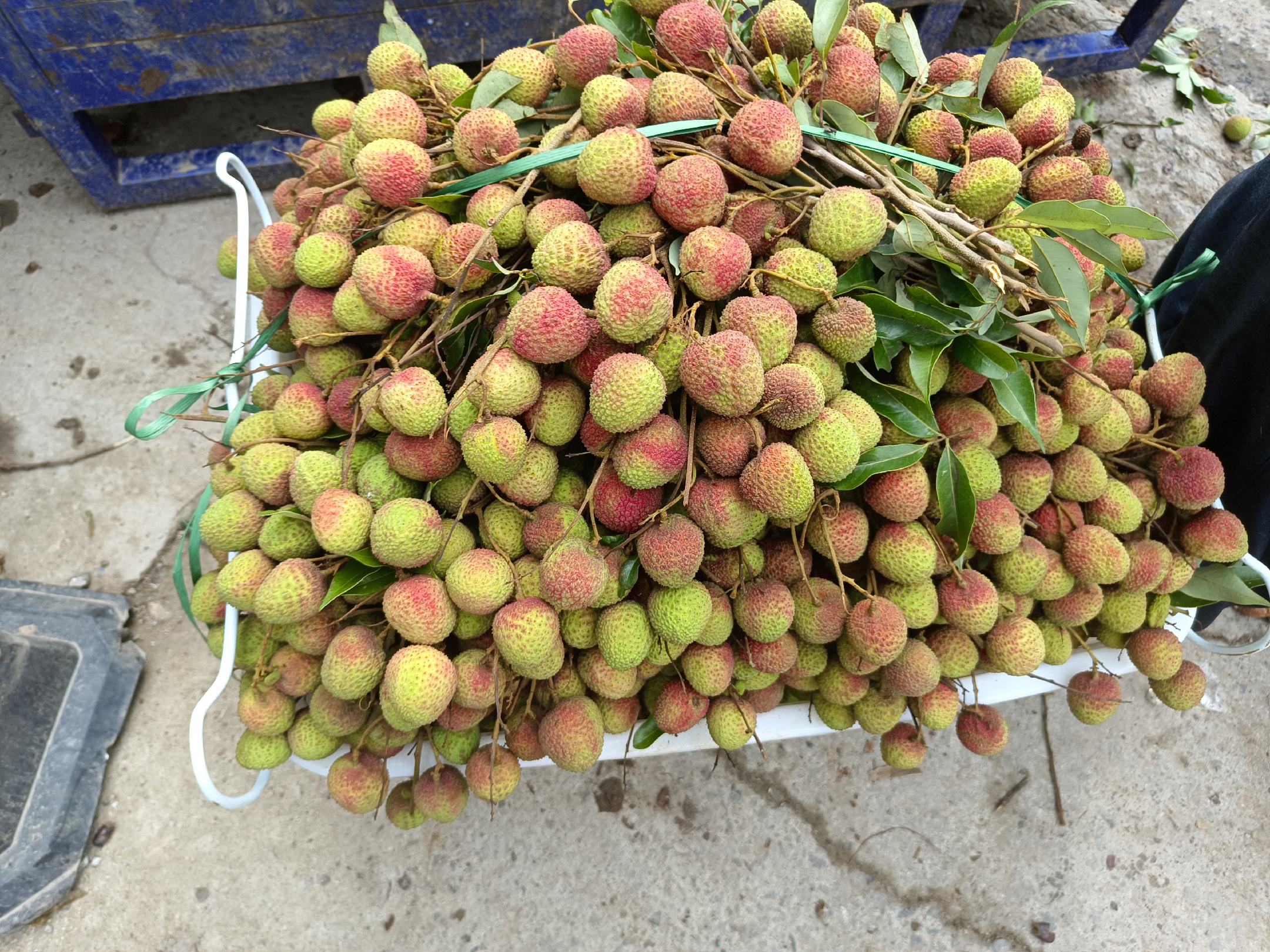 荔枝果篮