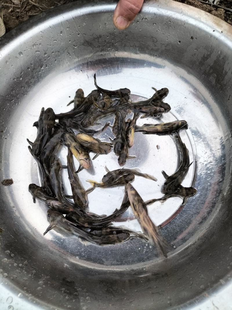 黄骨鱼苗