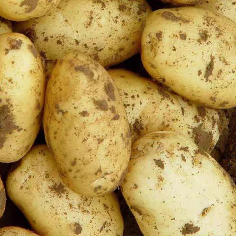 土豆黄心土豆产地现挖装货保质保量可看视频装货