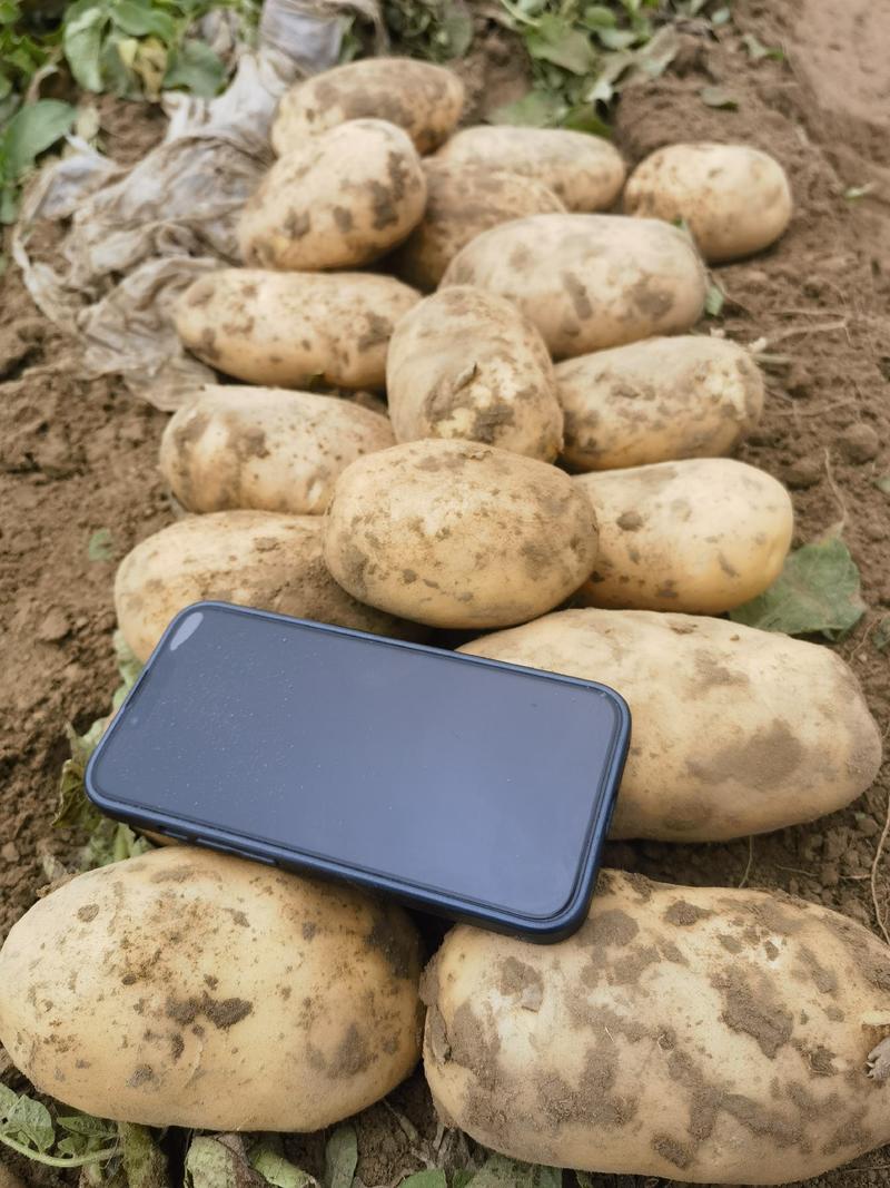 土豆黄心土豆产地现挖装货保质保量可看视频装货