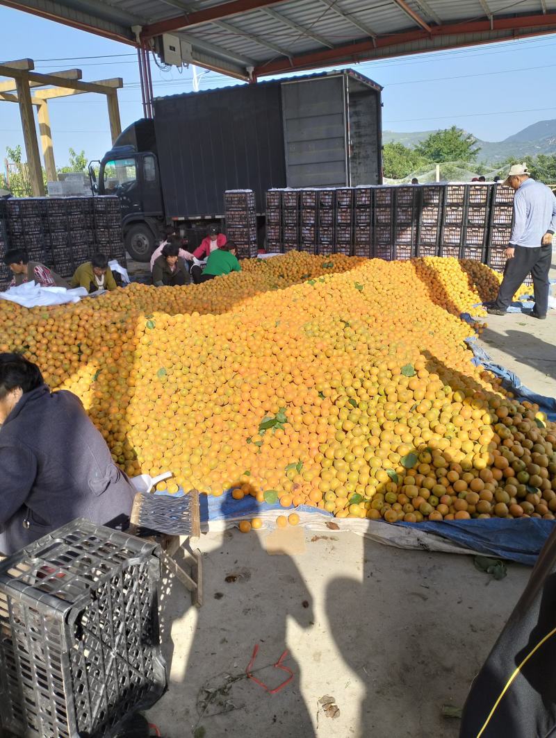 金太阳杏大量上市