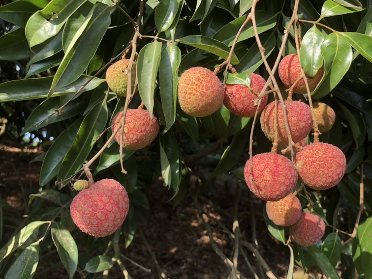 成熟的高州荔枝特写