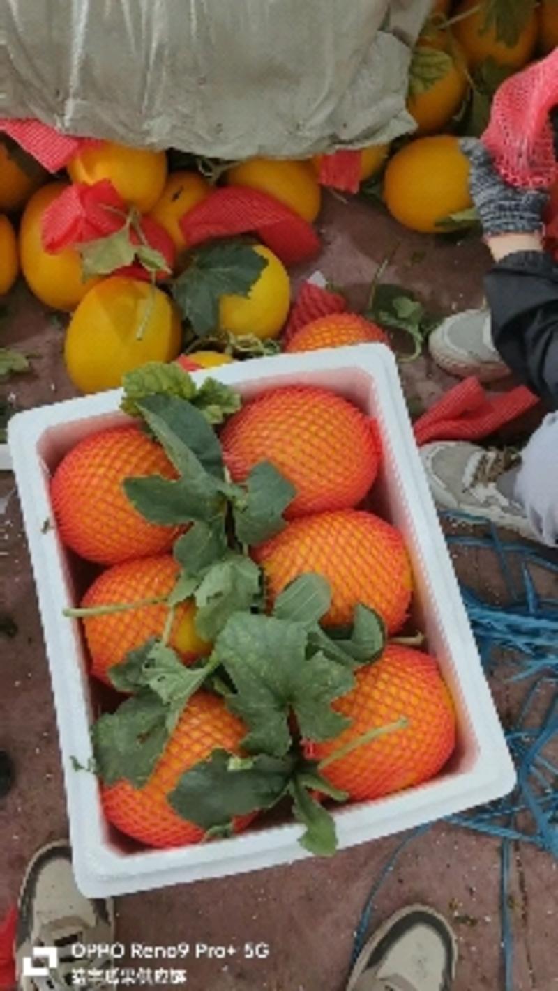 标题：久红瑞甜瓜大量低价供货，山东莘县基地直供，甜度