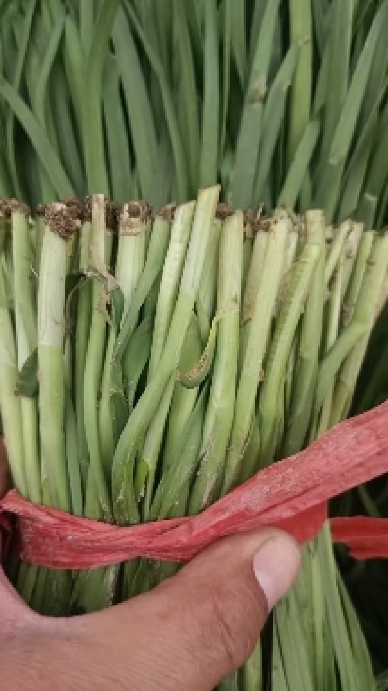 香河精品韭菜