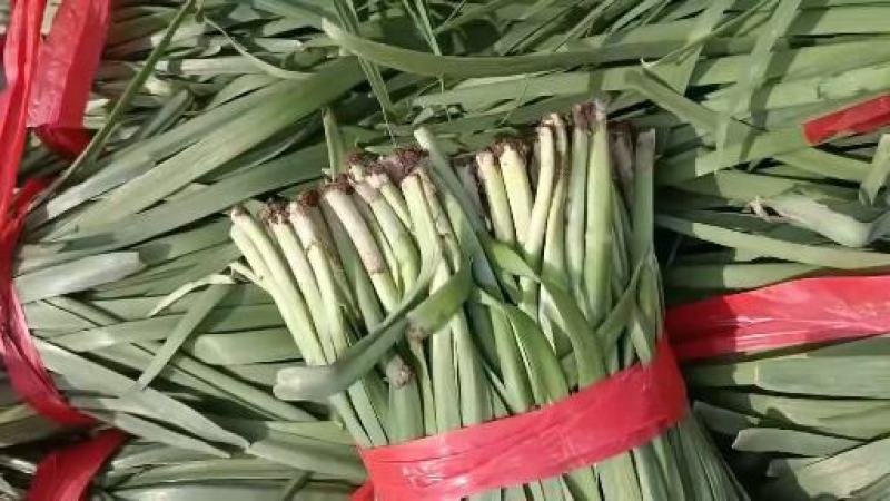 香河精品韭菜