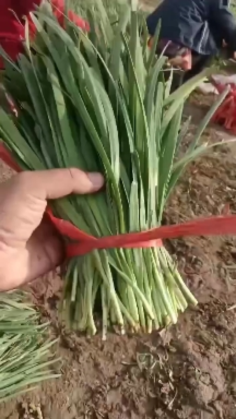 香河精品韭菜