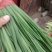 香河精品韭菜