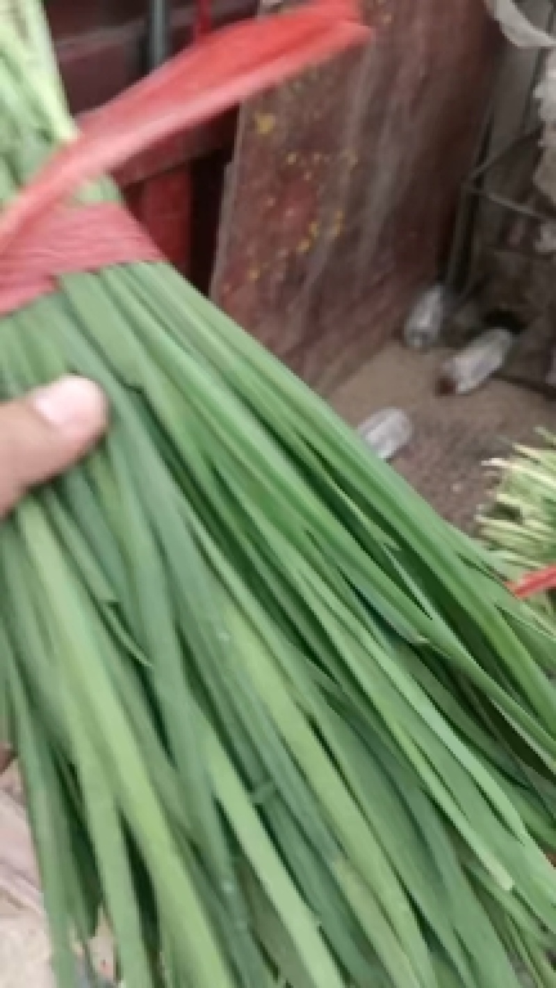 香河精品韭菜