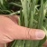 香河精品韭菜