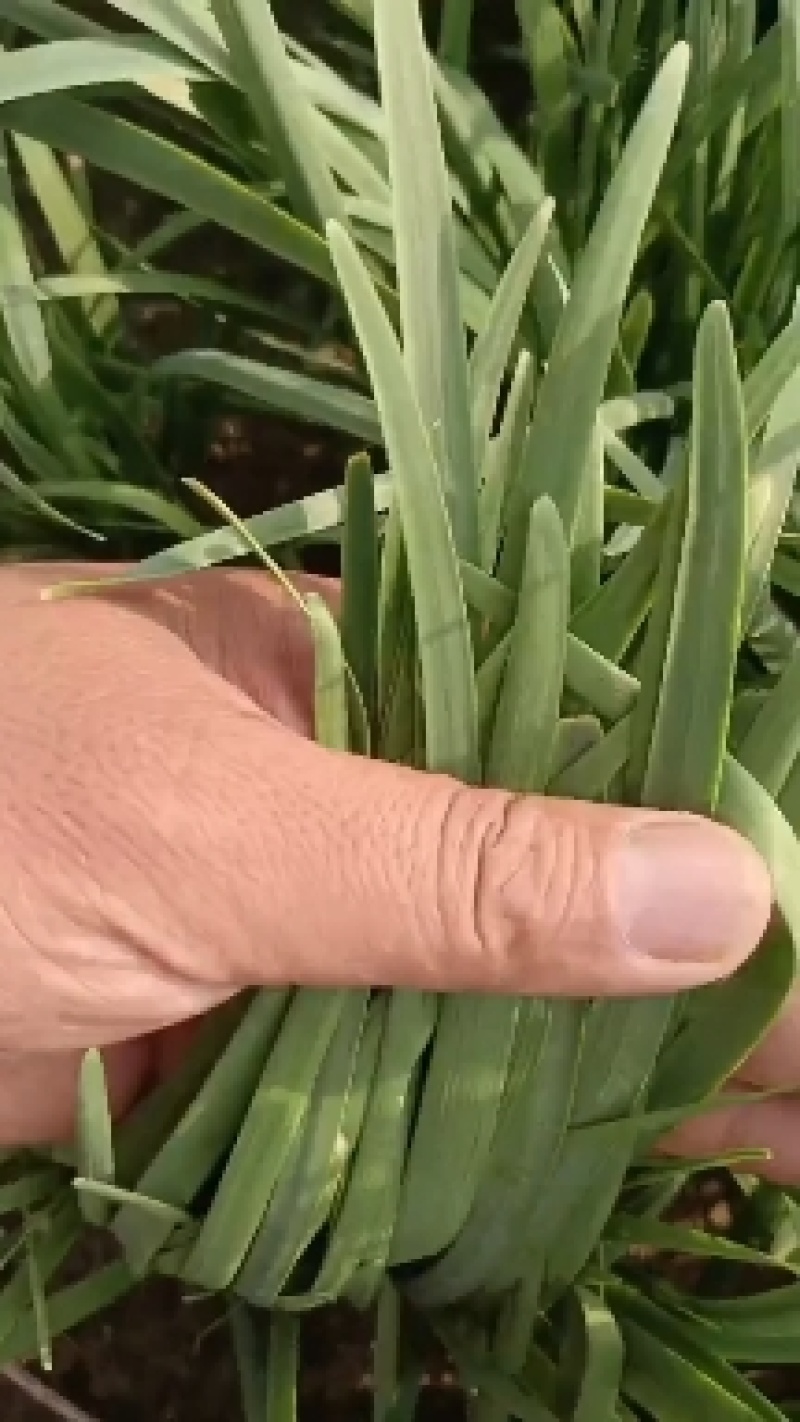 香河精品韭菜