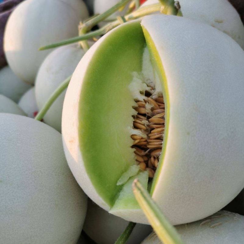 冰激凌玉菇甜瓜，大量供应，一手货源，对接各商超平台