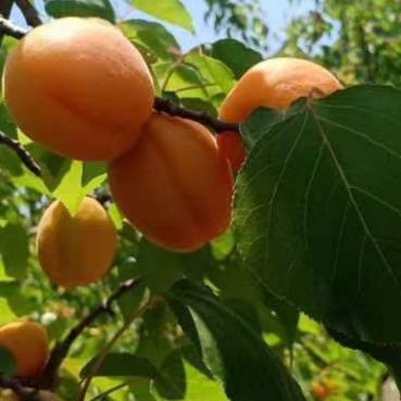金太阳杏