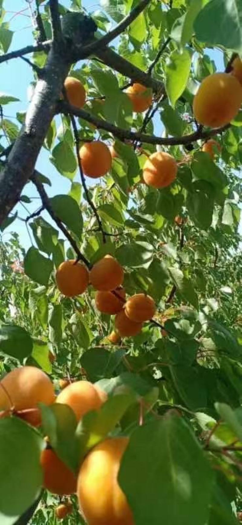金太阳杏