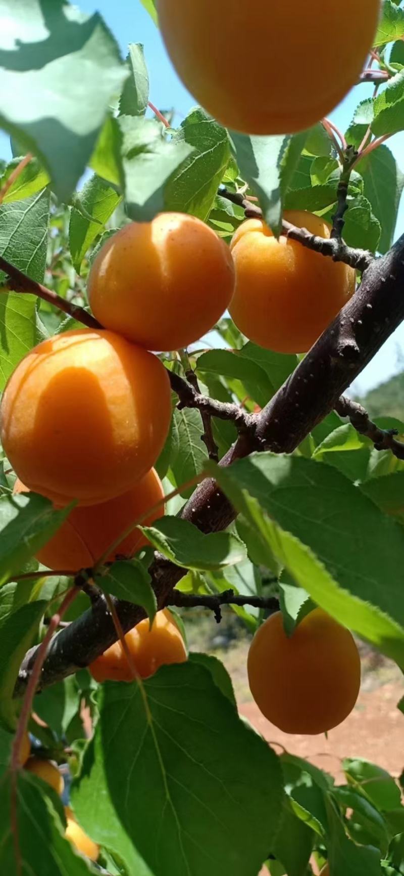金太阳杏