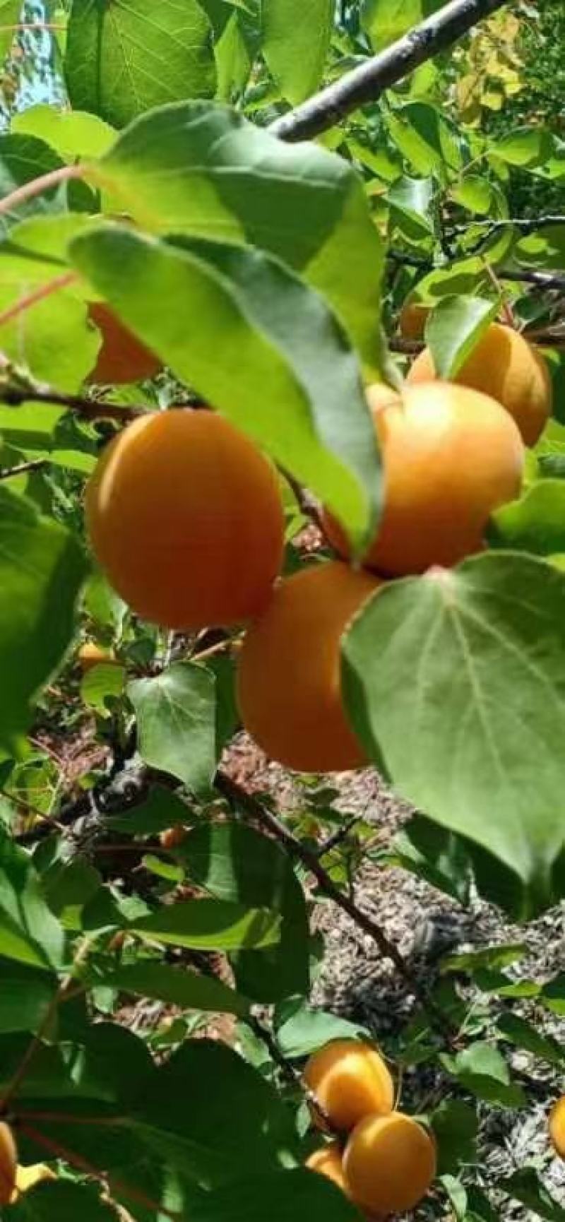 金太阳杏