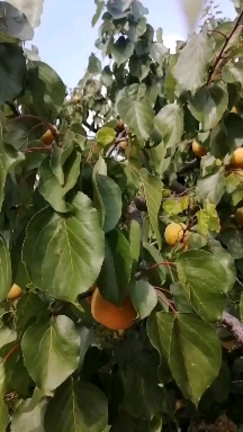 金太阳杏