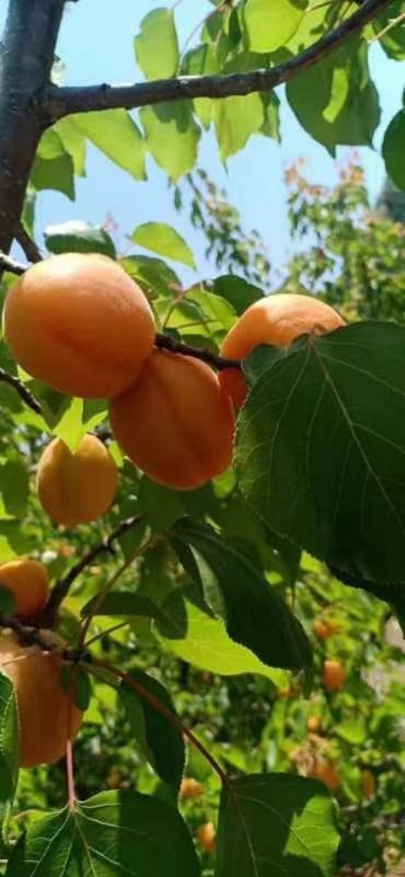 金太阳杏