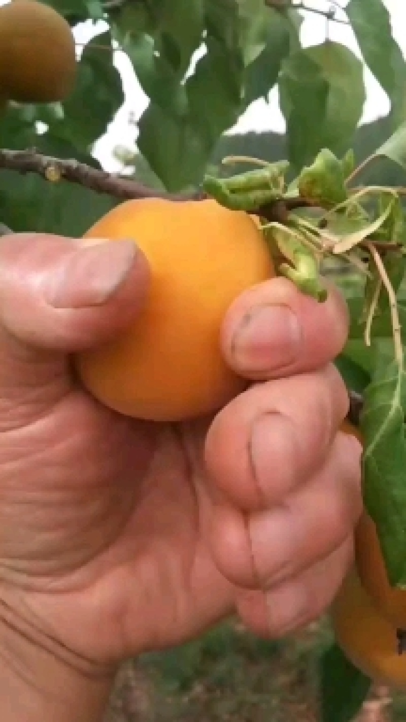 金太阳杏
