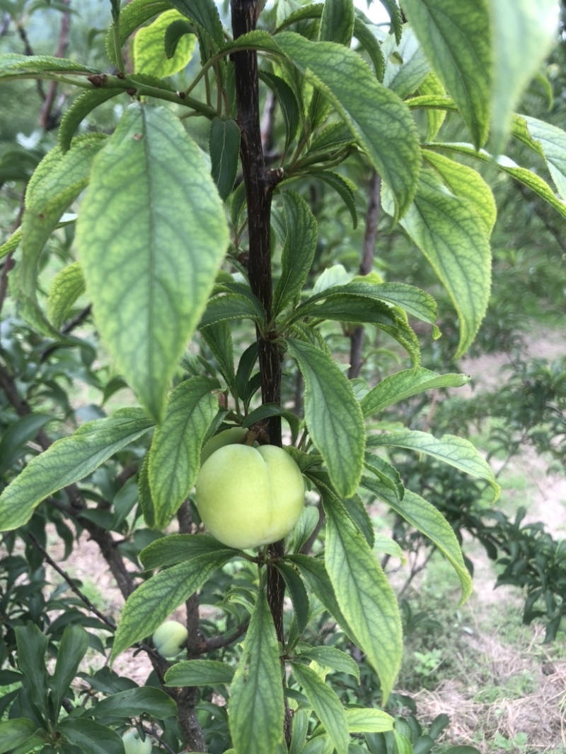 蜂糖李有十万斤、