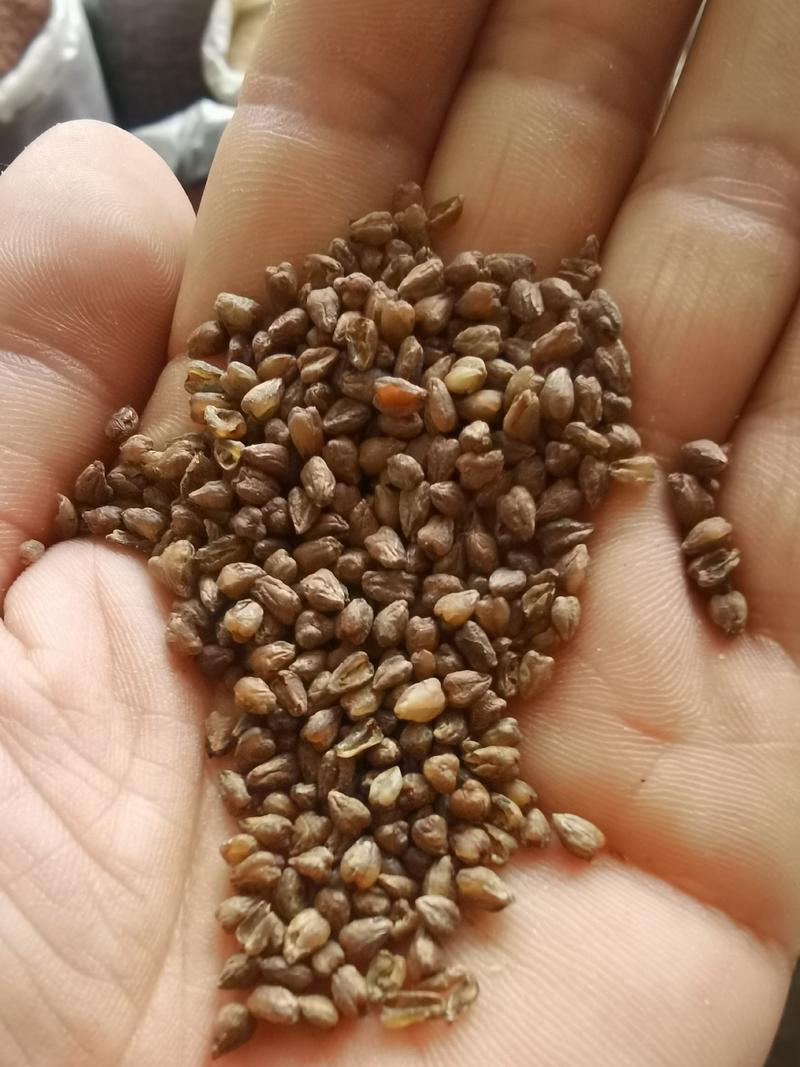 大颗粒苦荞米批发生黑荞麦仁高原粗粮新货