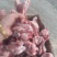 皇冠多肉前腿骨