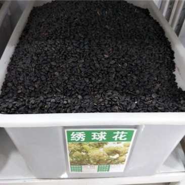 绣球花种籽子四季播种开花易活花籽盆栽庭院室内外植物绣球花