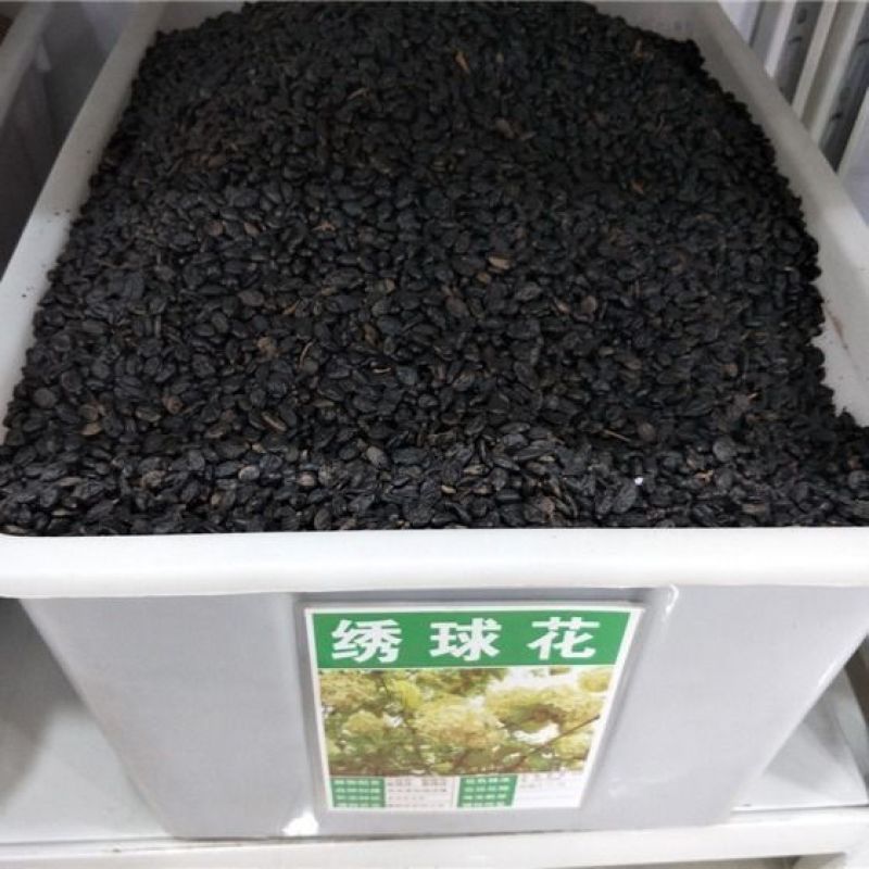 绣球花种籽子四季播种开花易活花籽盆栽庭院室内外植物绣球花