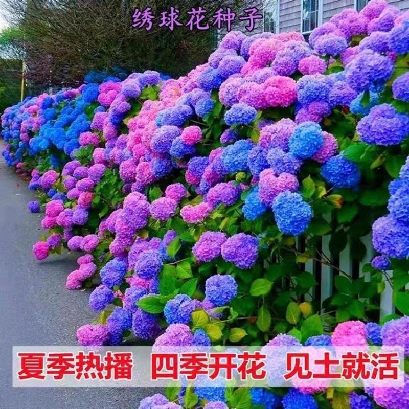 绣球花种籽子四季播种开花易活花籽盆栽庭院室内外植物绣球花