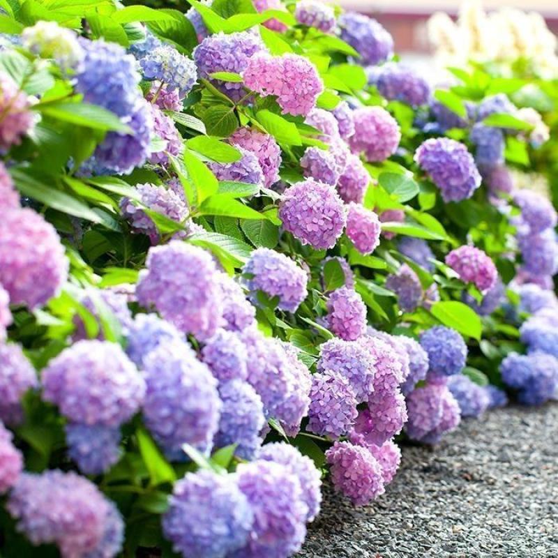 绣球花种籽子四季播种开花易活花籽盆栽庭院室内外植物绣球花