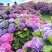绣球花种籽子四季播种开花易活花籽盆栽庭院室内外植物绣球花