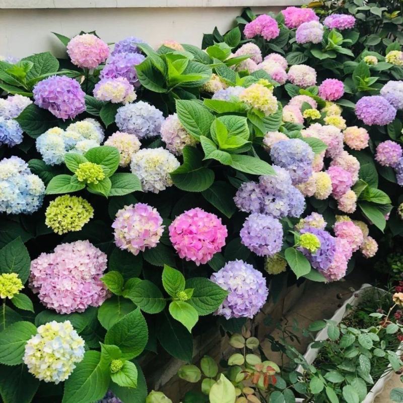绣球花种籽子四季播种开花易活花籽盆栽庭院室内外植物绣球花