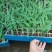 玉米苗(双色玉米花超902)品种保证，成活率高