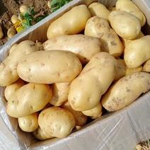 荷兰15土豆大量供应，一手货源，专业对接市场，电商