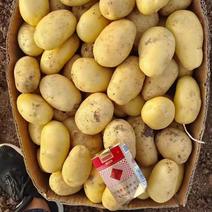（新土豆上市）农户一手货源，现挖现装，欢迎来电咨询
