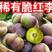 云南绥江五月脆热带水果30克以下电商果欢迎来电咨询订购