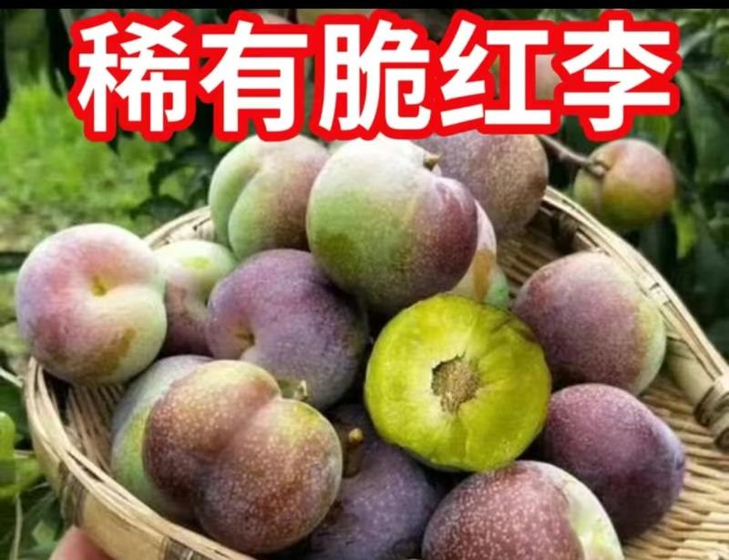 云南绥江五月脆热带水果30克以下电商果欢迎来电咨询订购