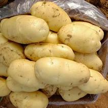荷兰十五v7大棚土豆，产地一手货源，欢迎来电咨询