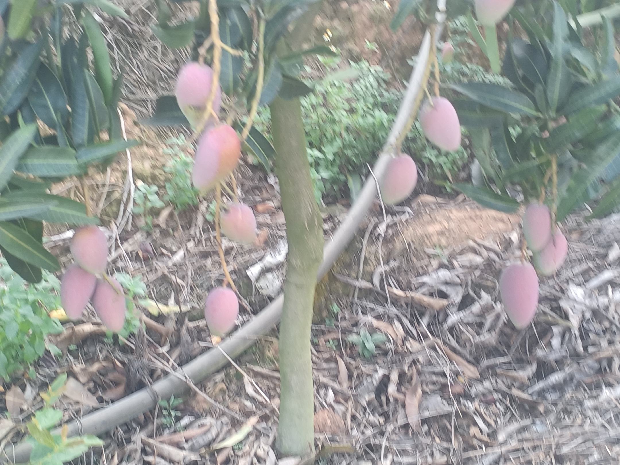 不同成熟阶段的芒果及保存方式示意图