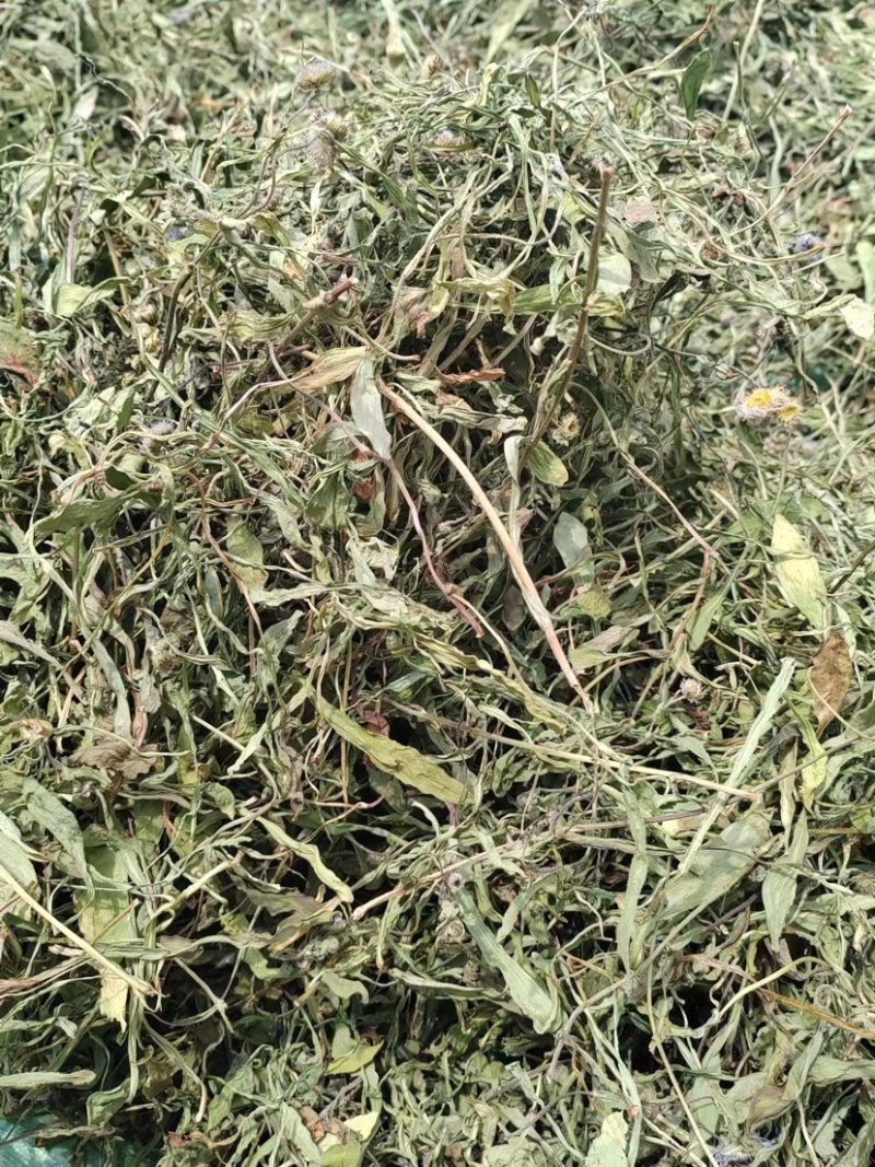 灯盏细辛