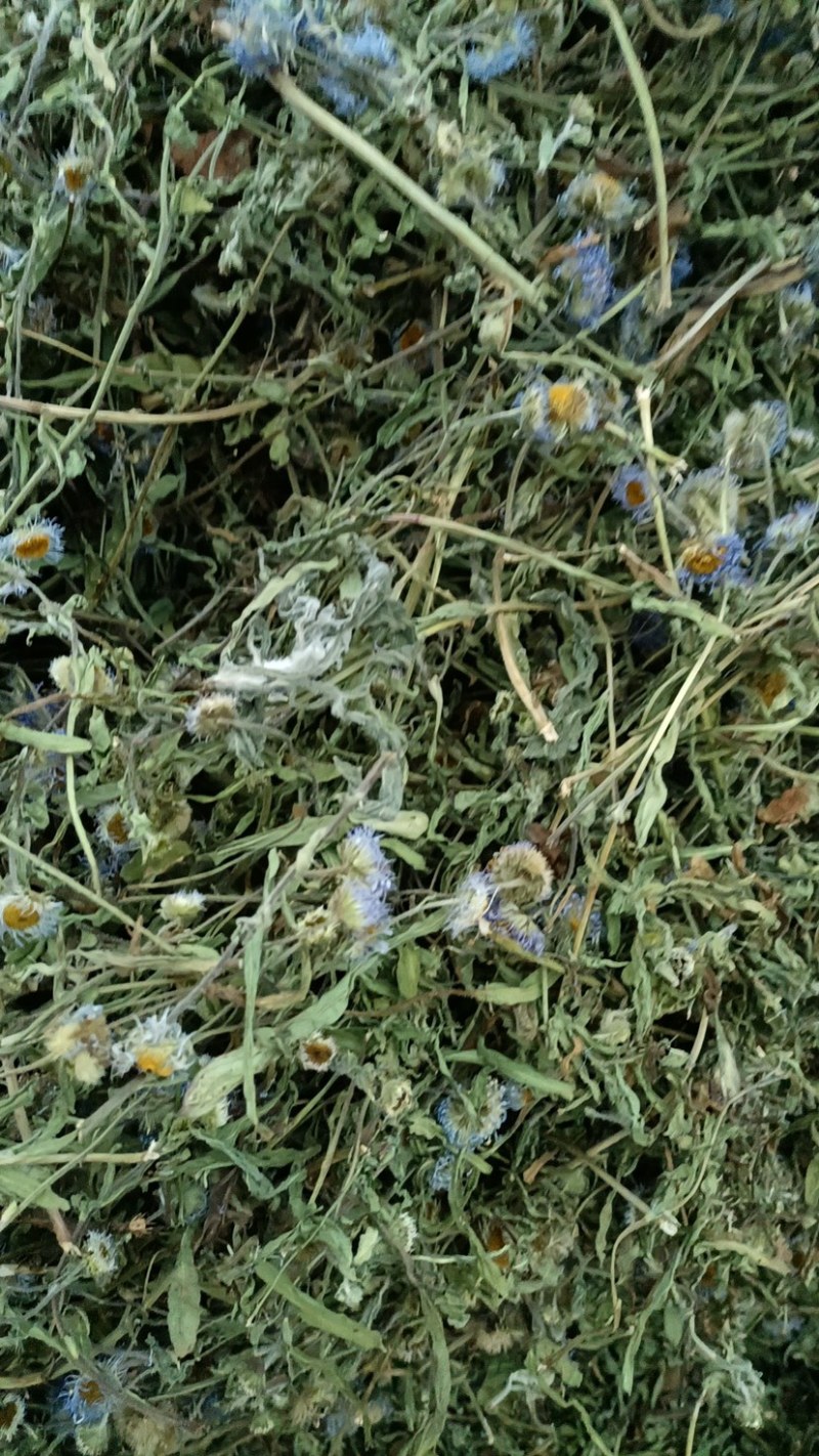 灯盏细辛