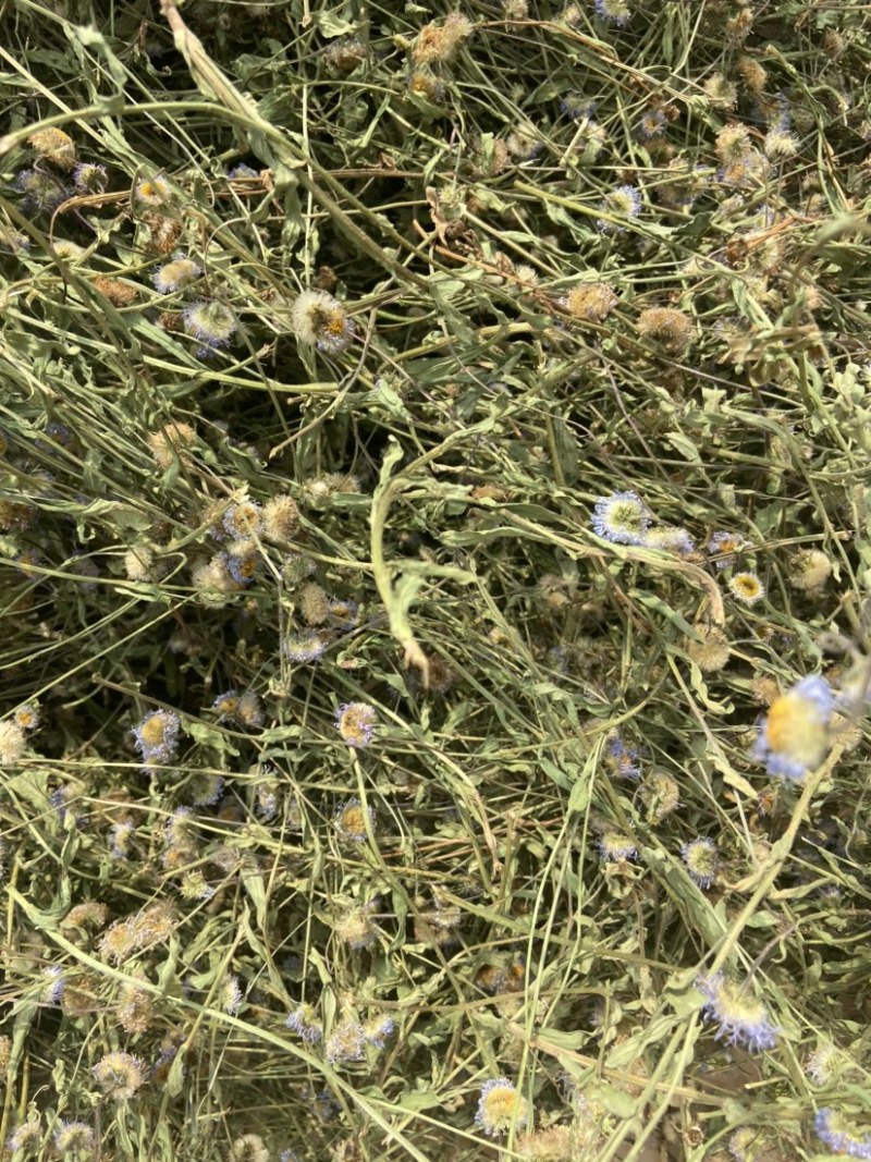 灯盏细辛